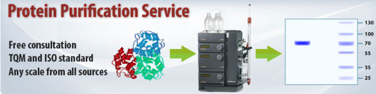 Protein Characterization And Purification Methods